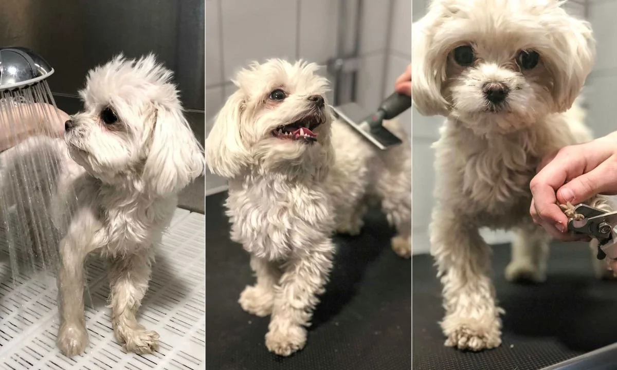 Skäm bort din hund på Changdobels Gärdet
