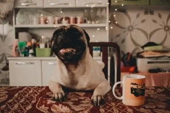 Fika med din pälskling