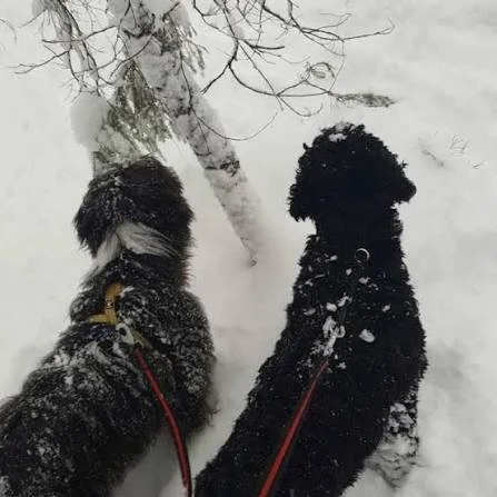 Snöland