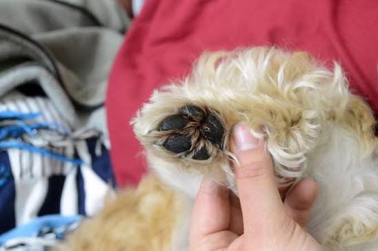 Tassvård - Ta hand om din hund i vinter