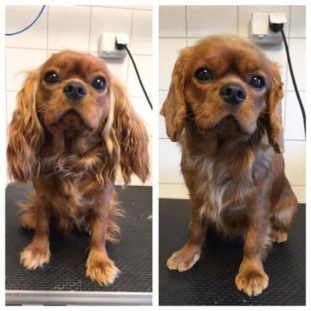 Underlätta både för dig och din hund i vinter med Hundtrim