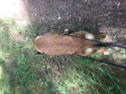 Fantastiskt hundarbete! Samspelet mellan hund och människa