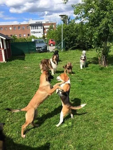 Saker att tänka på om du vill skaffa hundvalp