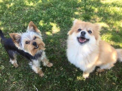 Skallerträning med din hund