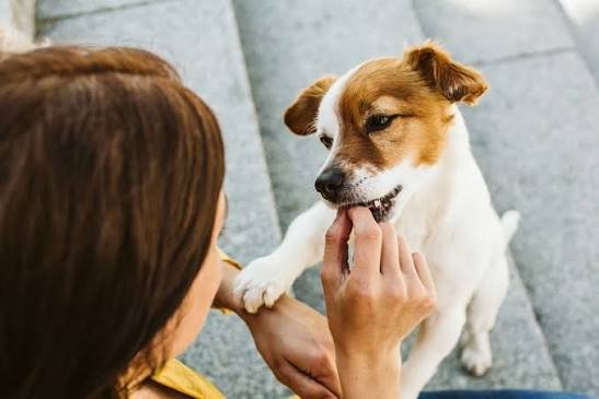 Sä här belönar du hunden på rätt sätt