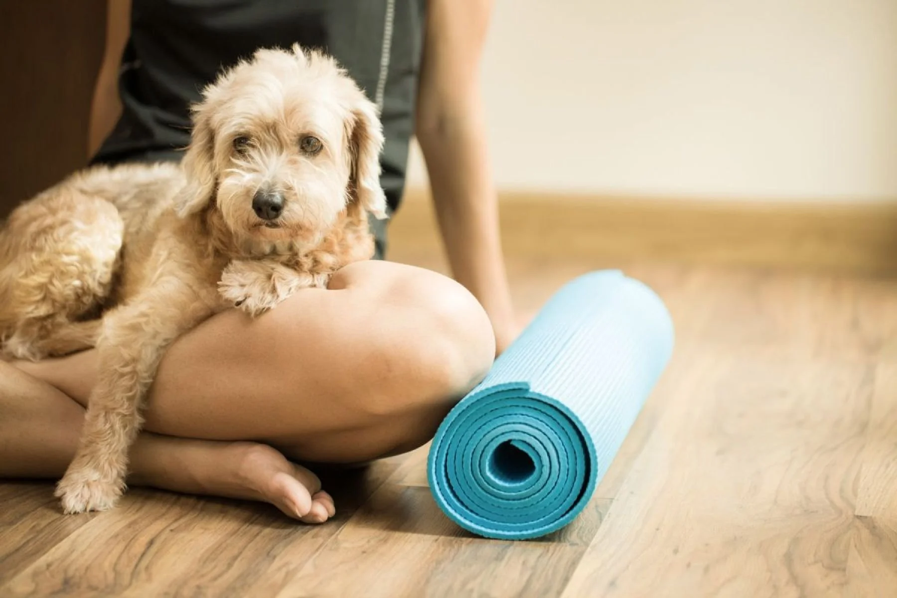 Tips för att bygga muskler på din hund