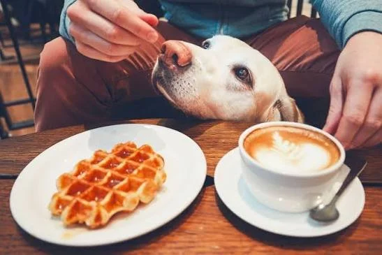 Restaurang Tips! Här kan du ta med dig hunden