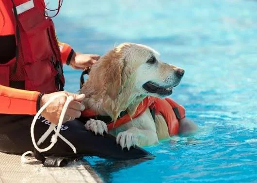 Vad är en hundfysioterapeut?