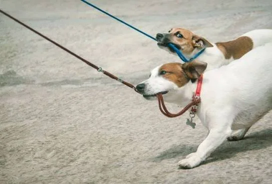 Hur får jag min hund att sluta dra i kopplet?