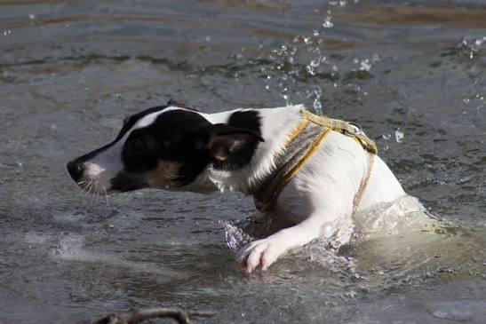 Hund på svag is - Var förberedd om olyckan är framme!