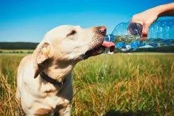 Hjälp hunden i värmen!