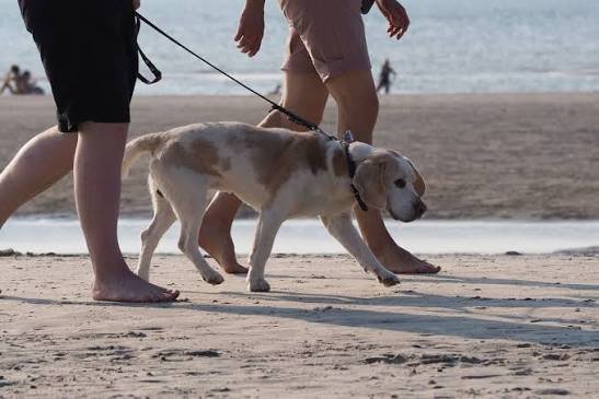Bästa tipsen för en följsam hund