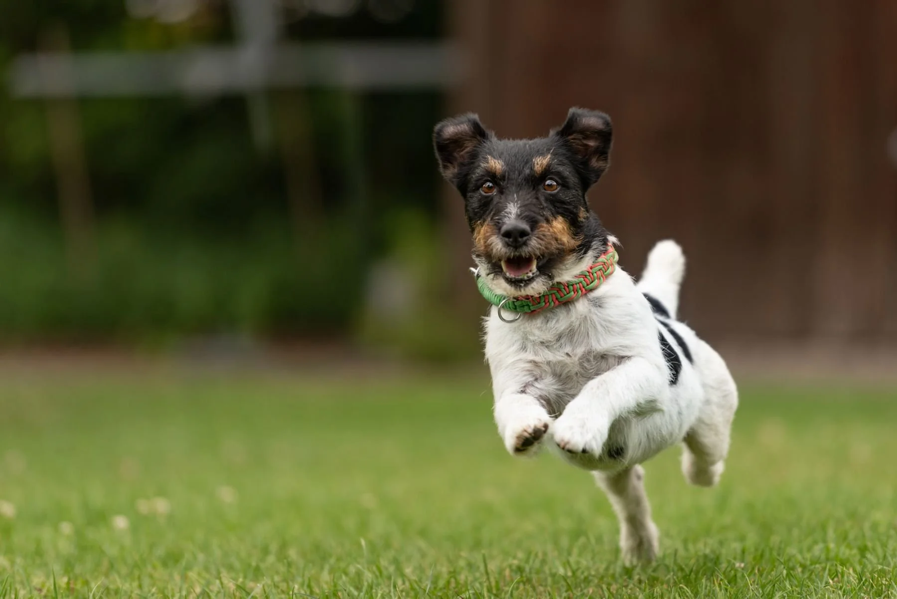 Den perfekta inkallningen på din hund