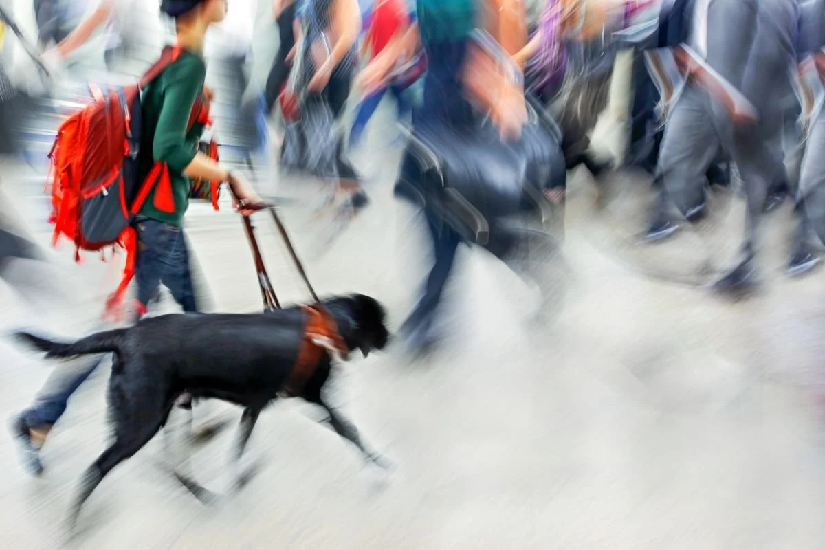 Miljö och passivitetsträning med din hund