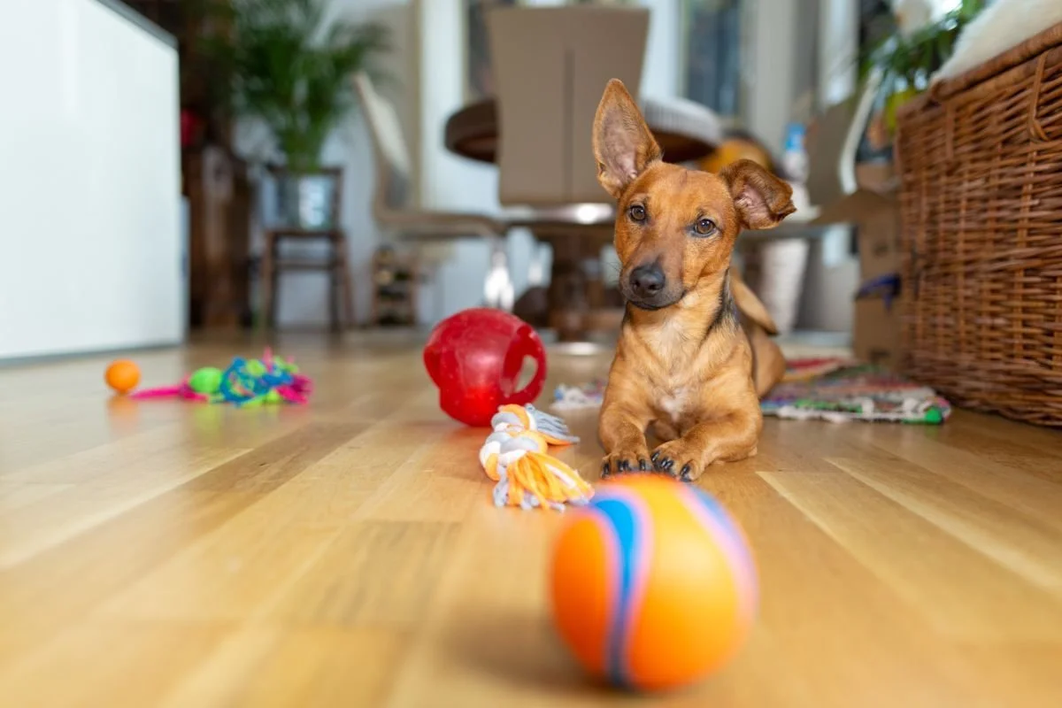Roliga inomhusaktiviteter för din hund