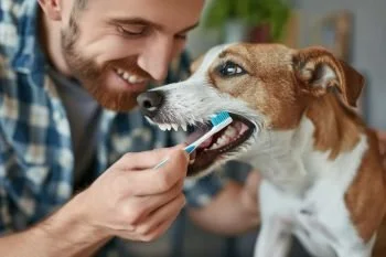 Så håller du din hunds tänder friska - våra bästa tips