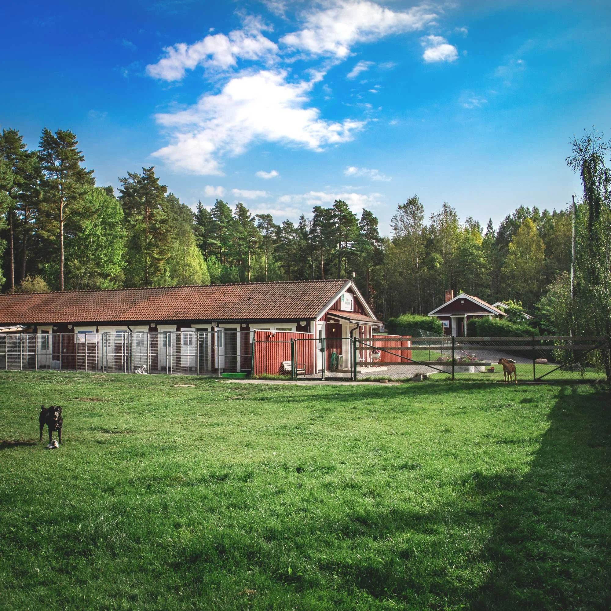 En gräsmatta framför ett radhus, med hundar som vilar och leker, ett hundhägn och ett hus i bakgrunden.