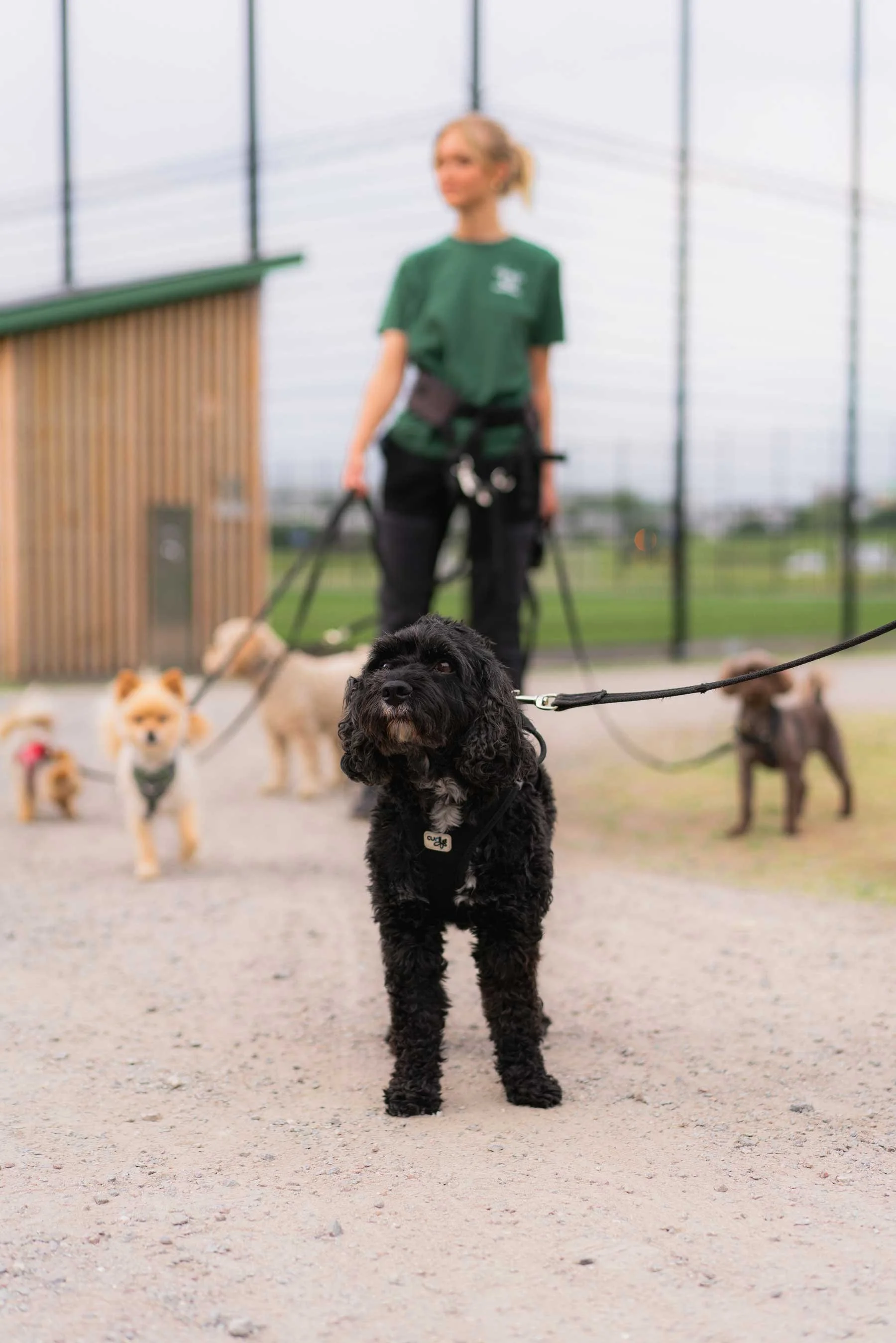 En svart hund i förgrunden med andra hundar och en person i bakgrunden i ett inomhus- eller växthusliknande område.