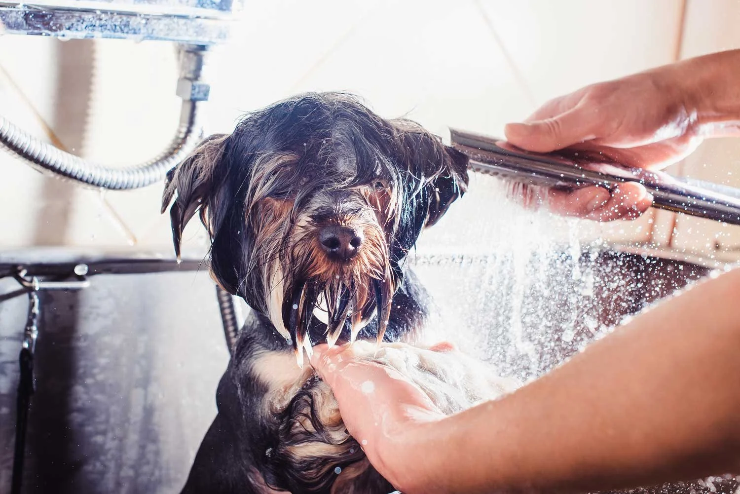 En hund badar i ett badkar, med en person som tvättar hunden med handen.