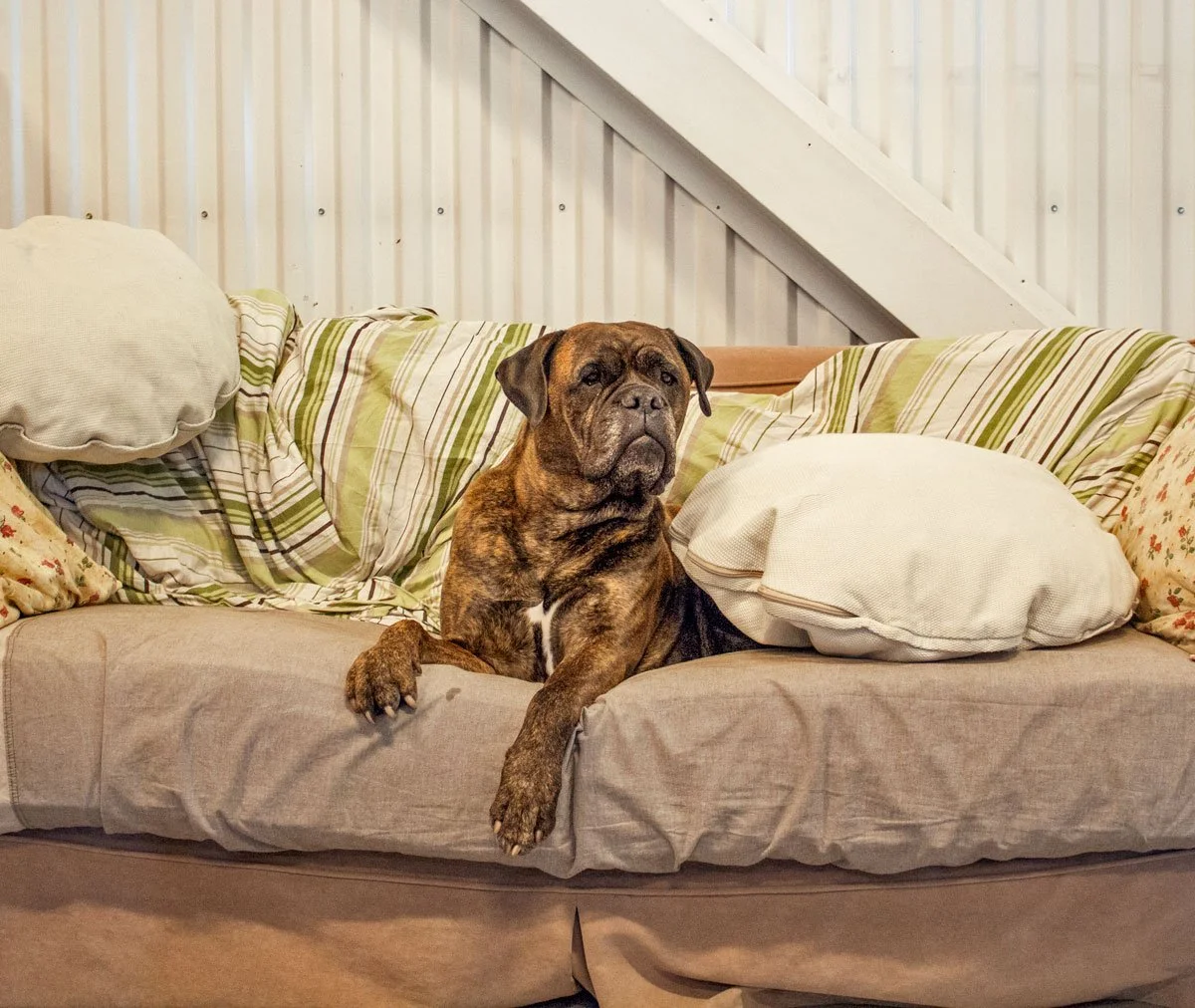 En hund som ligger på en soffa med kuddar, i ett rum med träpanel på väggarna.