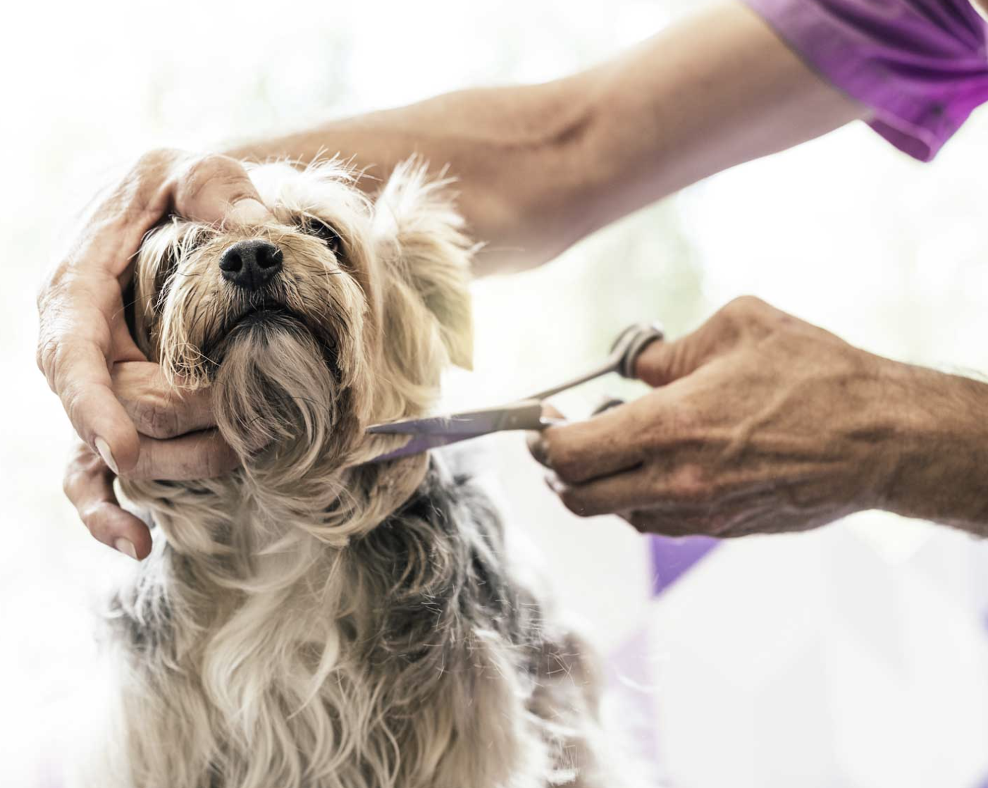 En person som klipper en hunds klor under en groomingsession.