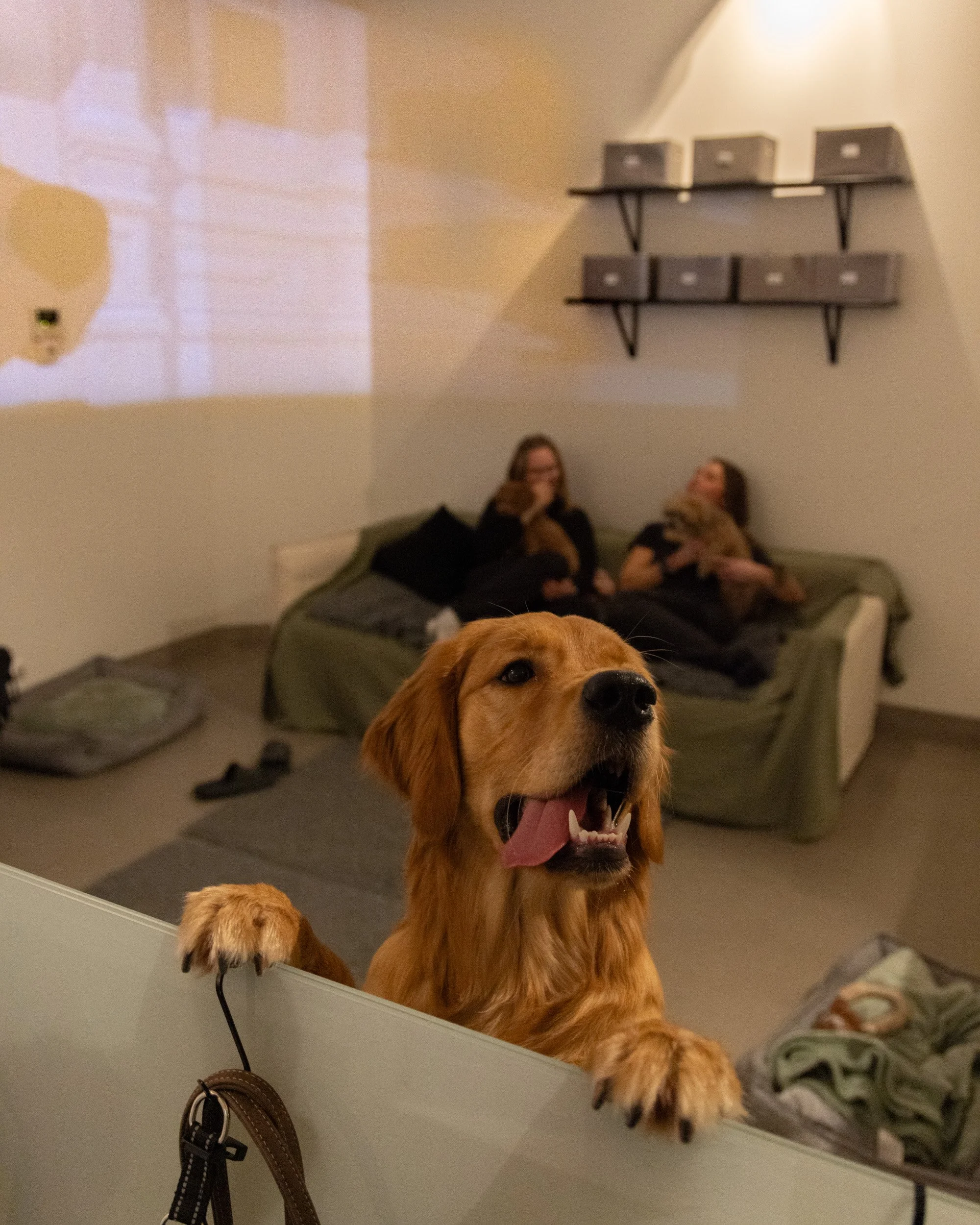 En gul hund med öppen mun och utsträckt tunga som tittar över ett vitt bord, i bakgrunden finns två kvinnor som sitter på en soffa, en av dem ler och den andra tittar på hunden.