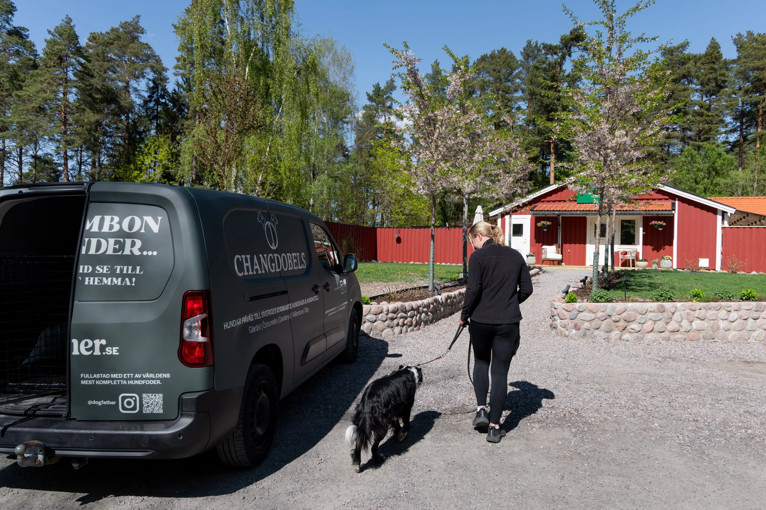 En kvinna går med en hund på en grusplan framför ett rött hus med blåsippsblommor och gröna träd i bakgrunden.