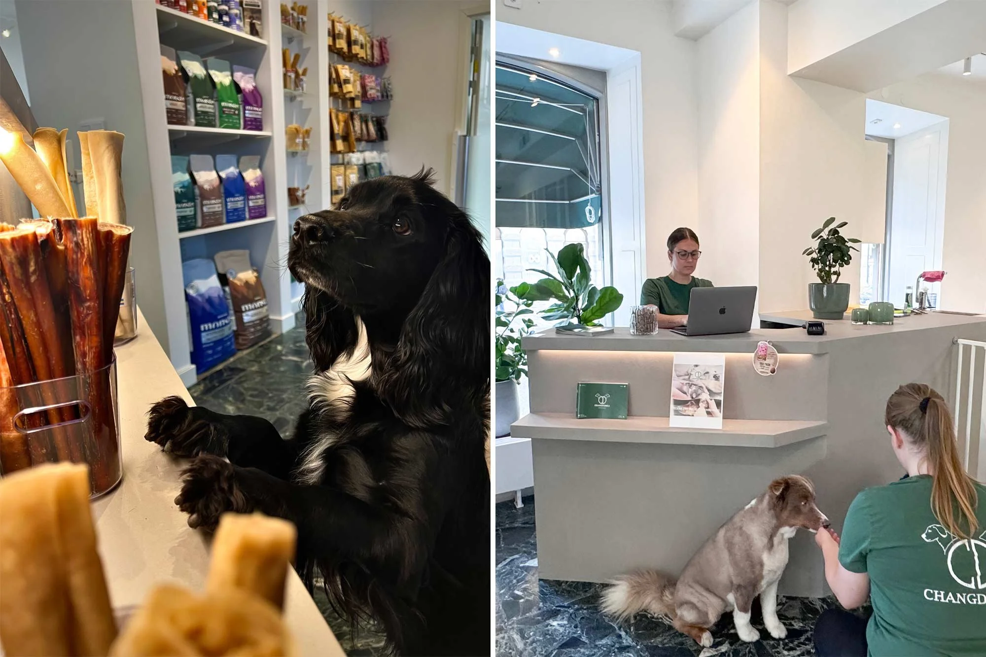 Första bilden visar en hund som tittar upp mot något utanför kameran, inomhus i en butik eller ett café. Andra bilden visar en reception eller ett café med en kvinna som arbetar vid ett skrivbord, några gröna växter, och hundar som väntar eller väntar på ägarna.