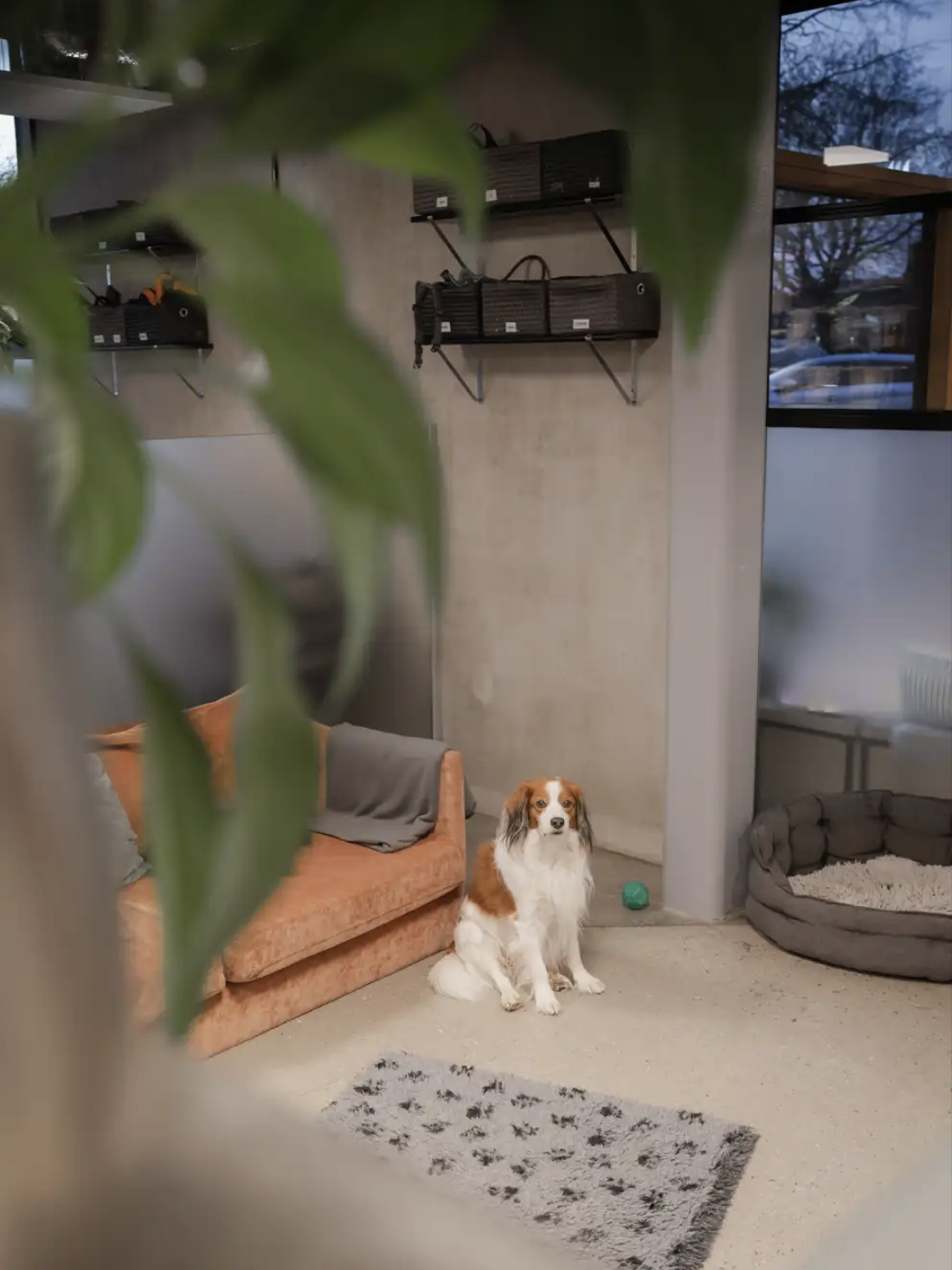 En hund som sitter i ett vardagsrum, med en soffa, ett hundbädd och en grön boll, delvis dolt av gröna växtblad i förgrunden.