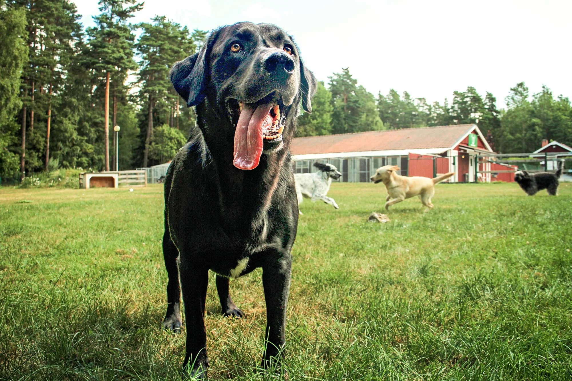 Stor svart hund med tung tunga hängande, står på gräsfält med tre glada hundar som springer i bakgrunden, och en röd stuga i skogsområde.