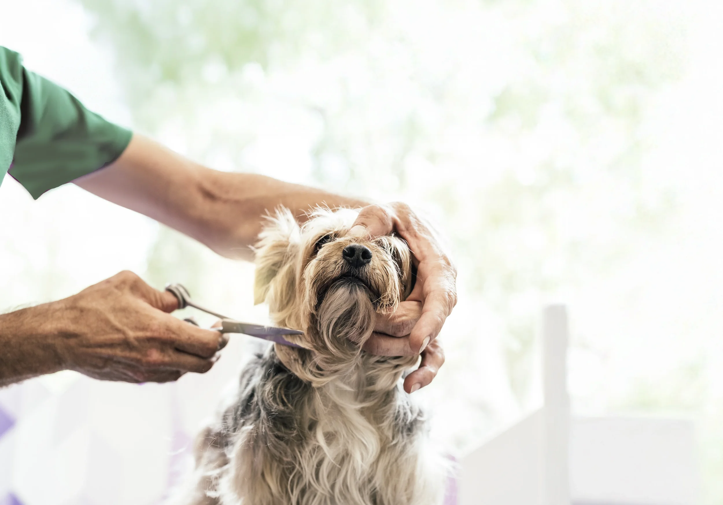 En person ger hunden en vaccination medan den andra personens hand håller hundens huvud. Hundens päls är lång och skrynklig runt ansiktet.
