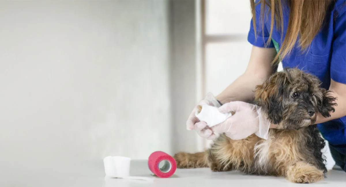 En person som bär bomullsmedicinsk handskar rengör en liten hund, möjligtvis en valp, som ligger på ett bord med terapeutiskt bandage runt benet. Det finns medicinska förband och ett rullbandage bredvid.