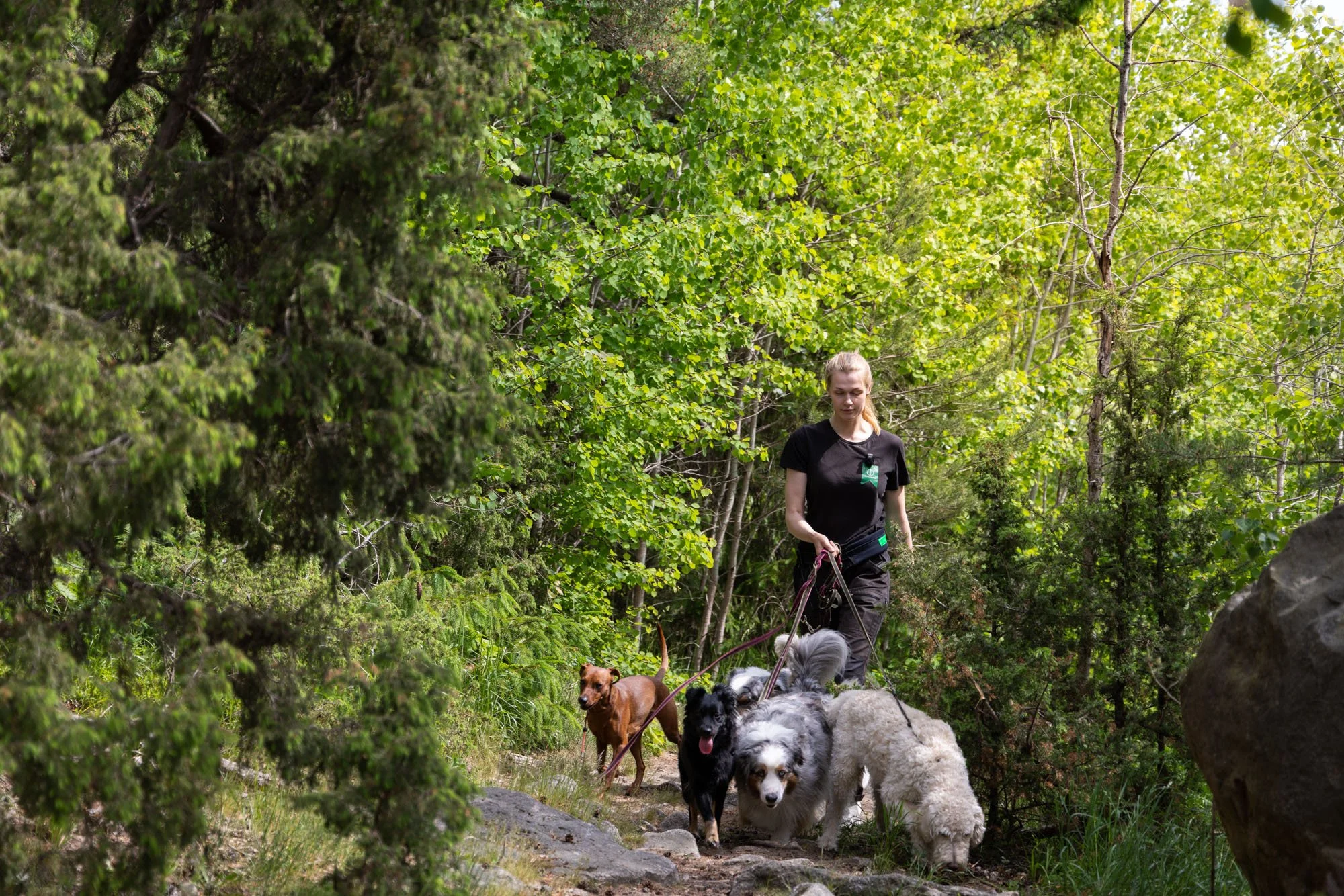 En kvinna går med hundar på en skogsstig omgiven av gröna träd och buskar.