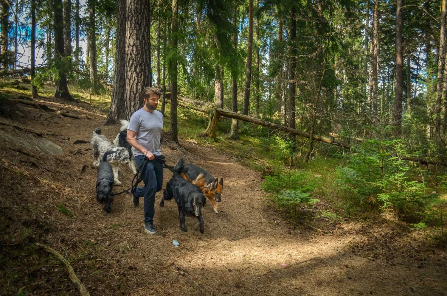 En man går med fyra hundar på en skogsväg omgiven av träd och gröna buskar.