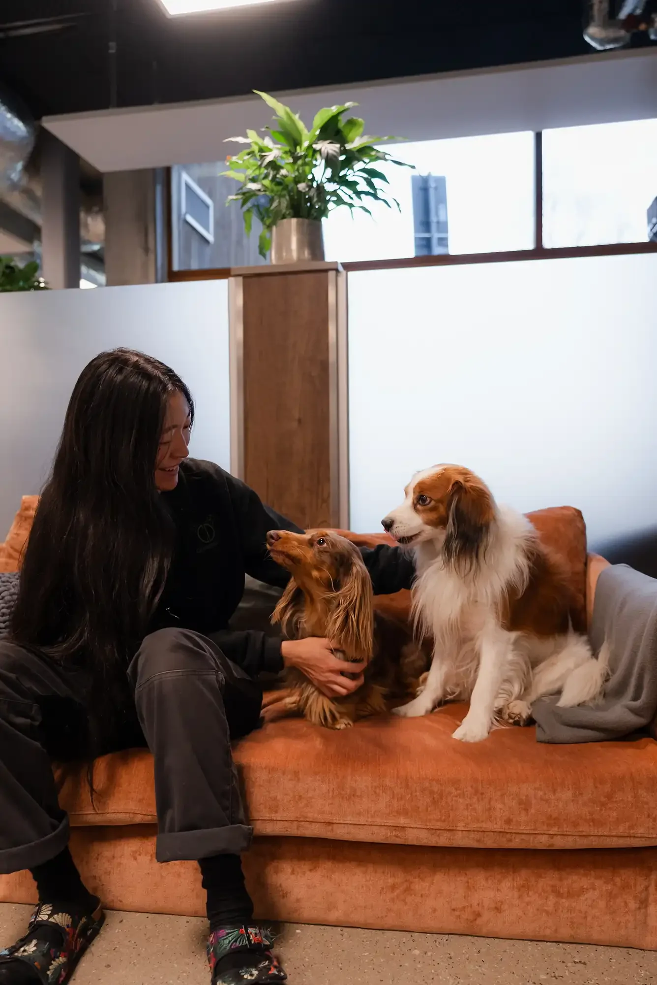 En kvinna leker med tre hundar på ett kafé, sittandes på en soffa. Hundarna är ett hovawart, en welsh corgi och en cavalier king charles spaniel. I bakgrunden finns ett fönster och en växt på en hylla.