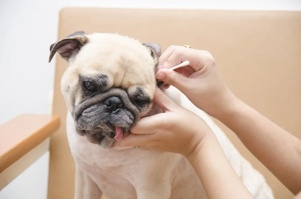 En lätt beige bulldog får sin ögonlock undersökt av en person med pincett.