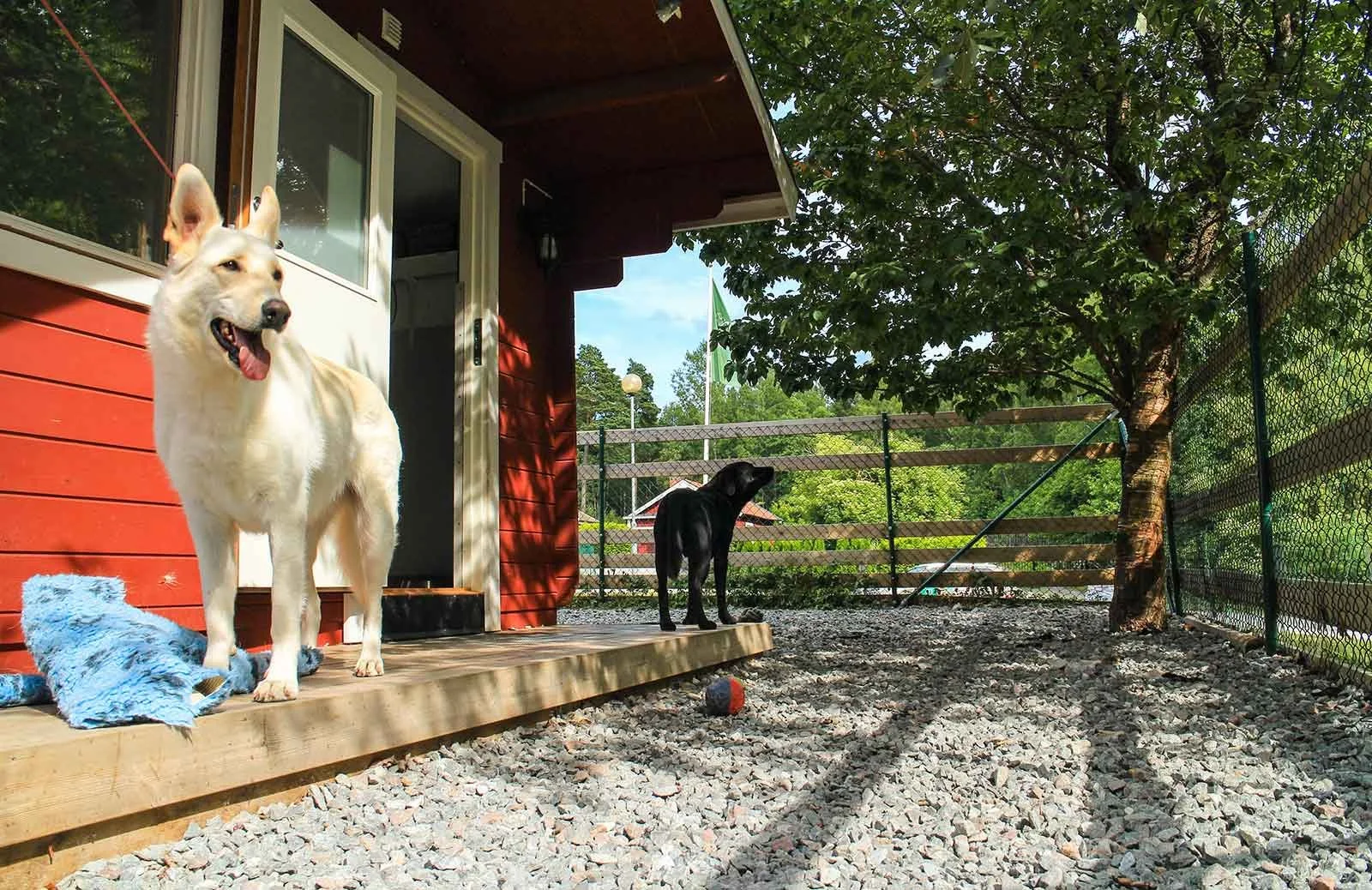 Två hundar på en uteplats, en vit hund med rödskjorta och en svart hund, nära ett träd och en röd byggnad.