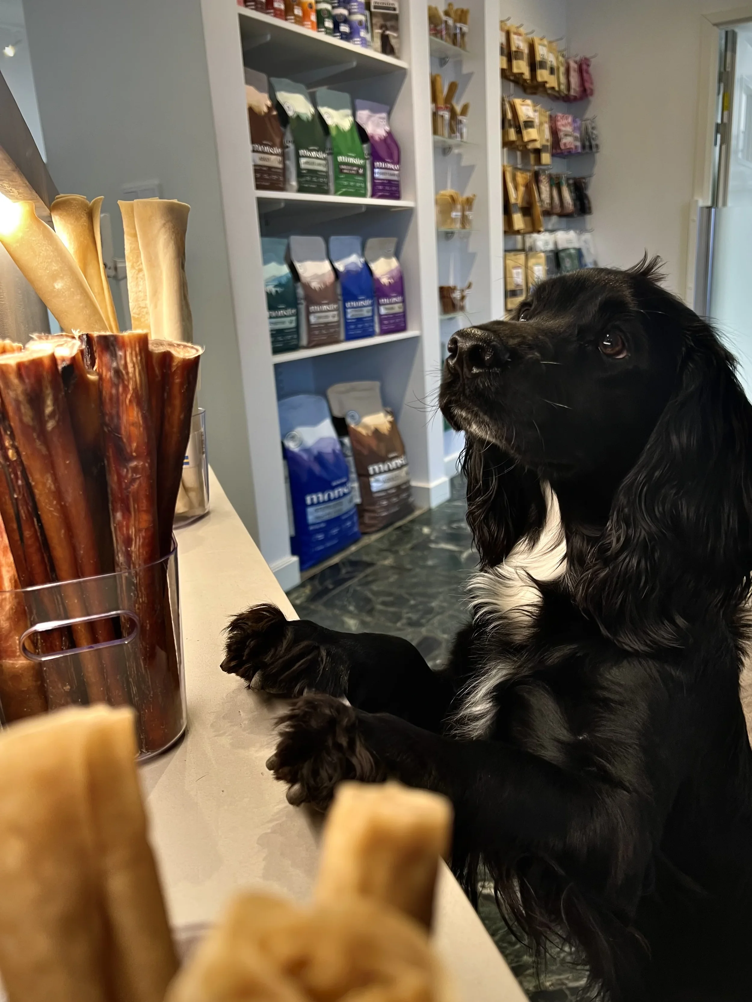 En svart och vit hund som tittar på något på en butikshylla. Ett par hundvalpar ligger framför hunden, i en butik som säljer hundmat och godis.