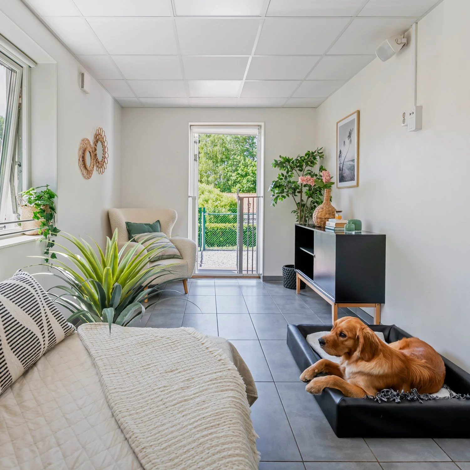 Changdobels hundpensionat - Lyxrum - hemmakänsla med golden retreiver i hundbädd