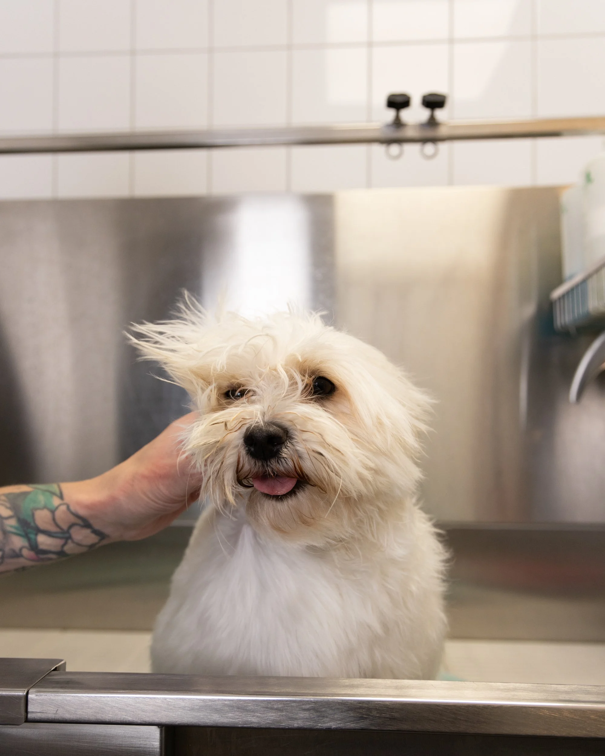 En vit, ullig hund med svart näsa och mörka ögon, som tittar mot kameran, på en metallbord i ett kliniskt sätr, troligen ett djursjukhus eller veterinärmottagning.