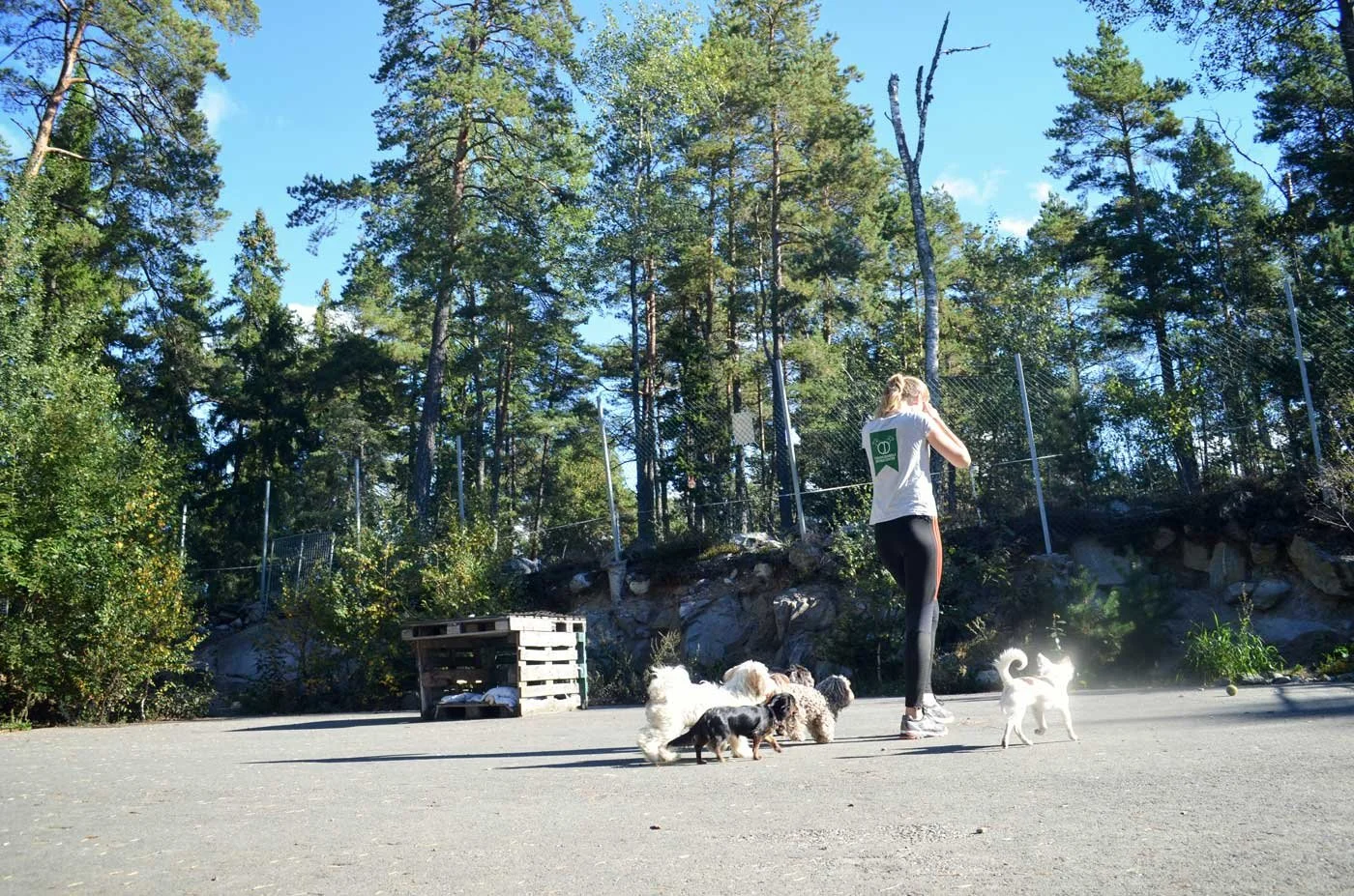 En kvinna tillsammans med fem hundar står på en asfalterad yta utomhus, omgiven av träd och buskar.