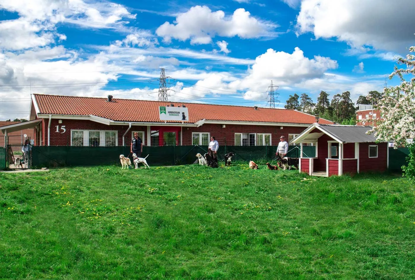 En hundskola med tre personer och flera hundar utomhus på gräsmatta, byggnad med röd fasad, blå himmel med vita moln.