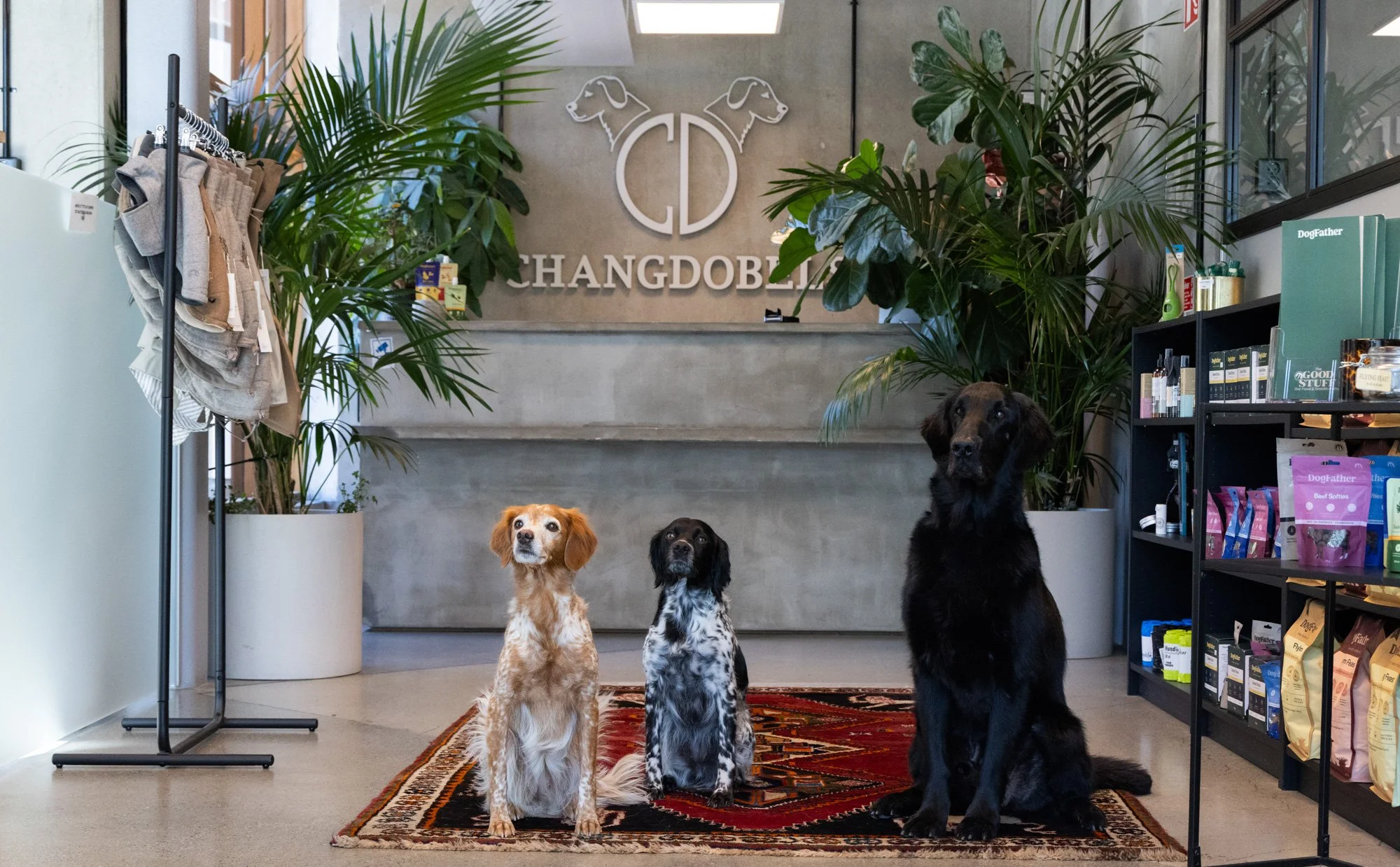 Fyra hundar sitter på en matta i ett hundaffärs- eller veterinärmiljö, omgivna av gröna växter, shelves med husdjursprodukter och en vägg med en logotyp som säger 'CHANGDOBILI'S'.