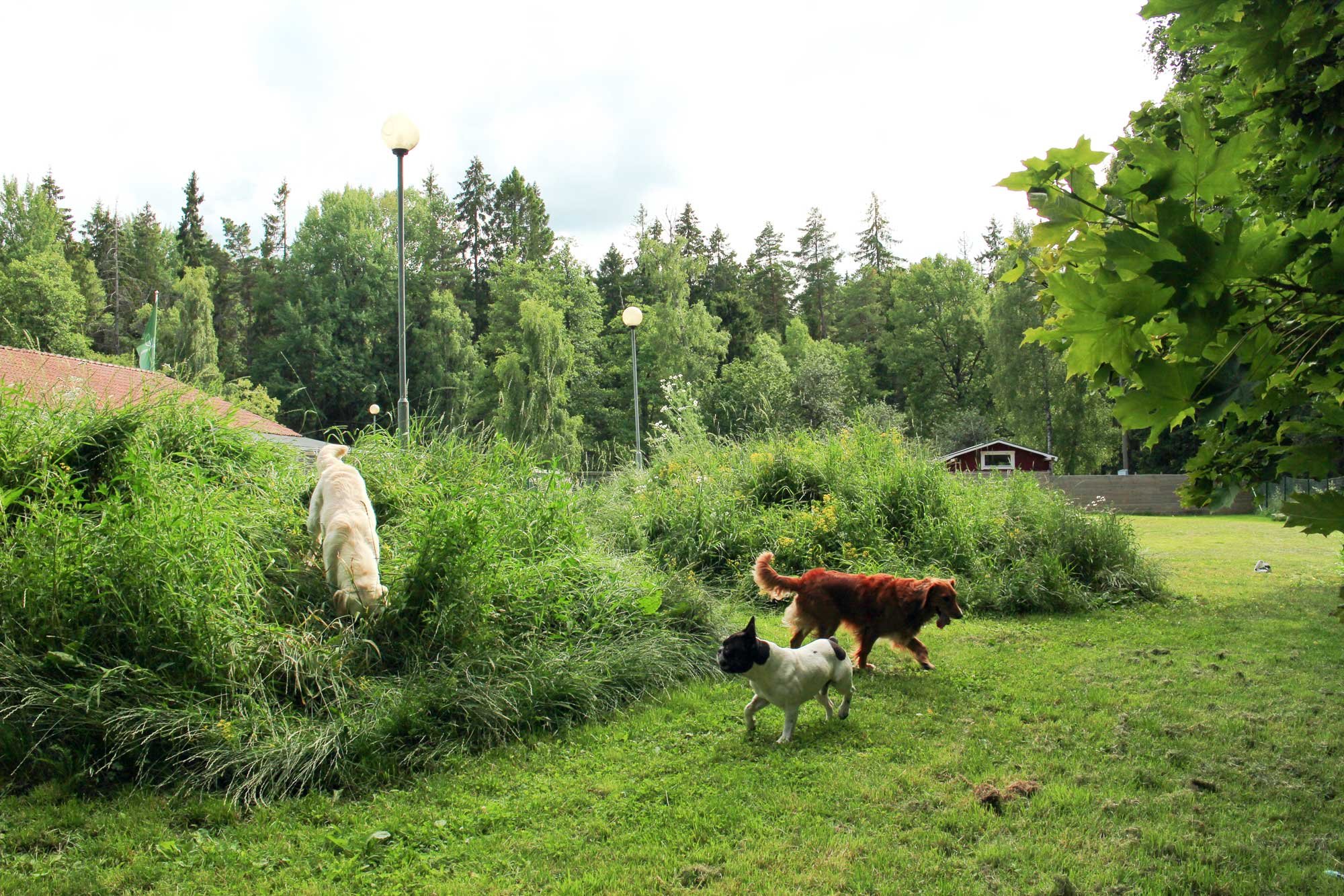 Grönskande träd och buskar i en trädgård med fyra hundar som leker på gräsmattan, ett hus med röda tak i bakgrunden, gatlampor och en stor grön trädstam i högerkant.