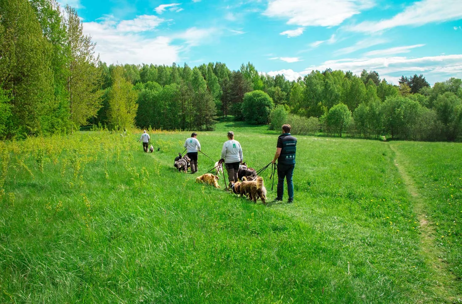 Grupp människor som tränar hundar i ett grönt fält med träd i bakgrunden under en blå himmel.