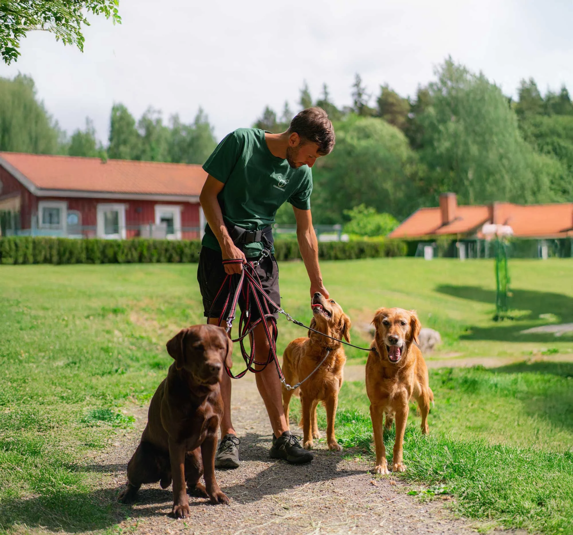 En man som bär grönt t-shirt med hundar på ett gräsfält med träd och röda hus i bakgrunden.