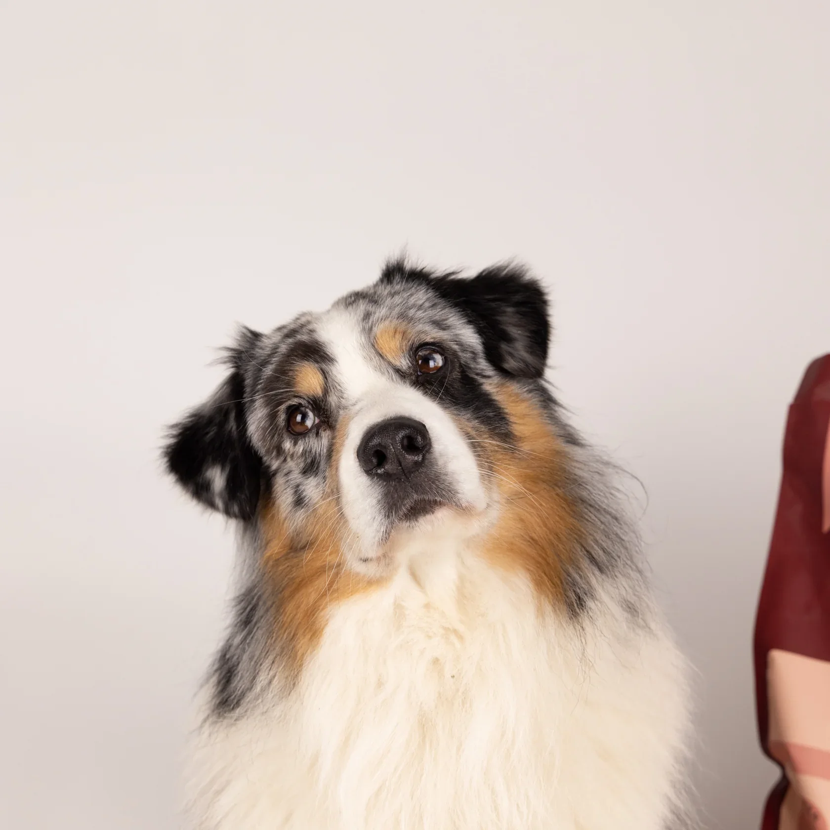 En hund med svart, vitt och brunt päls som tittar upp mot kameran.