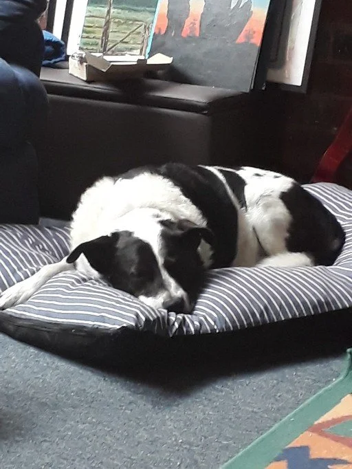 A black and white dog sleeping on a striped pet bed in a cozy room.