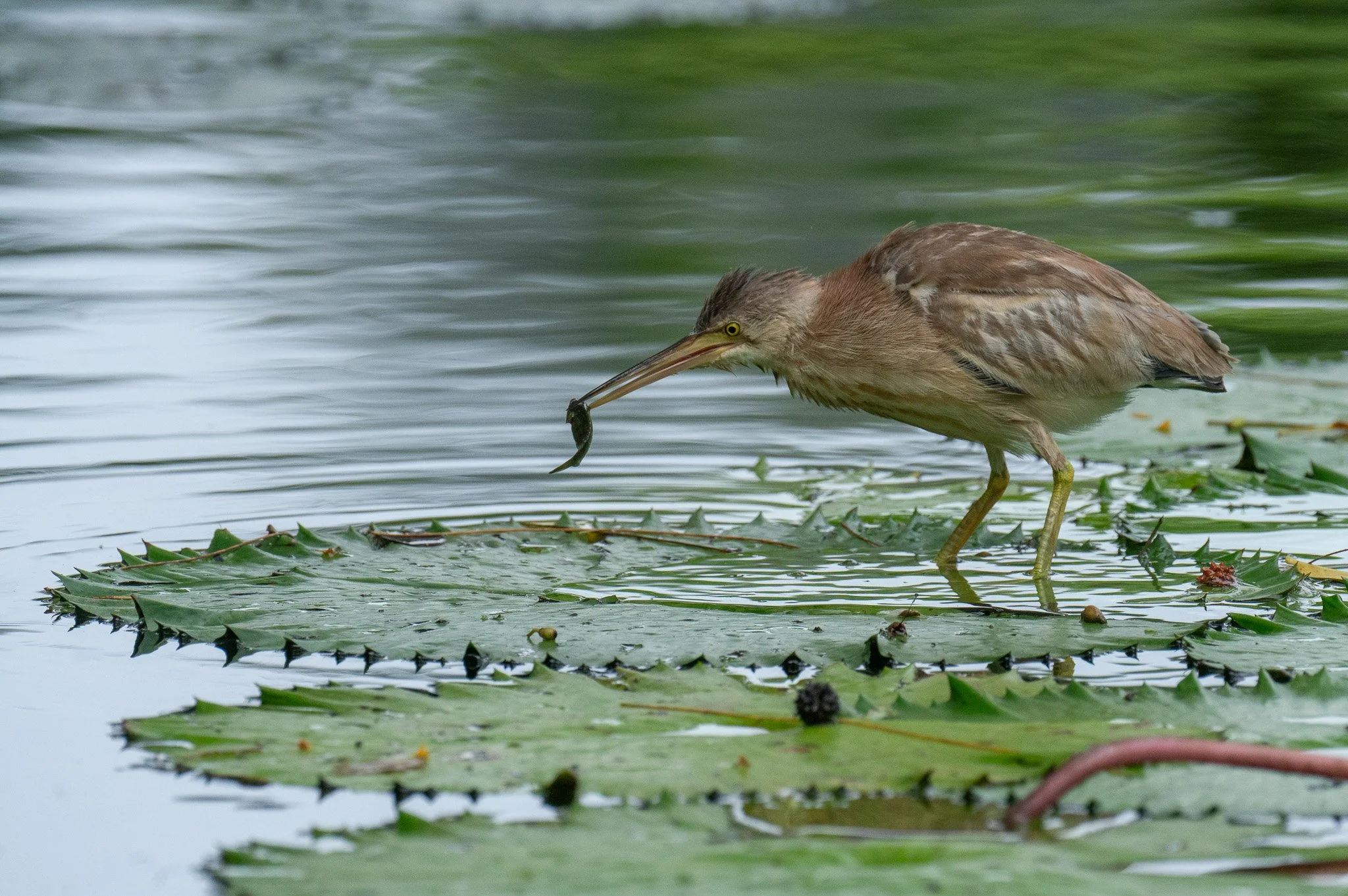 Heron standing on lily pads catching a fish with its beak in a pond