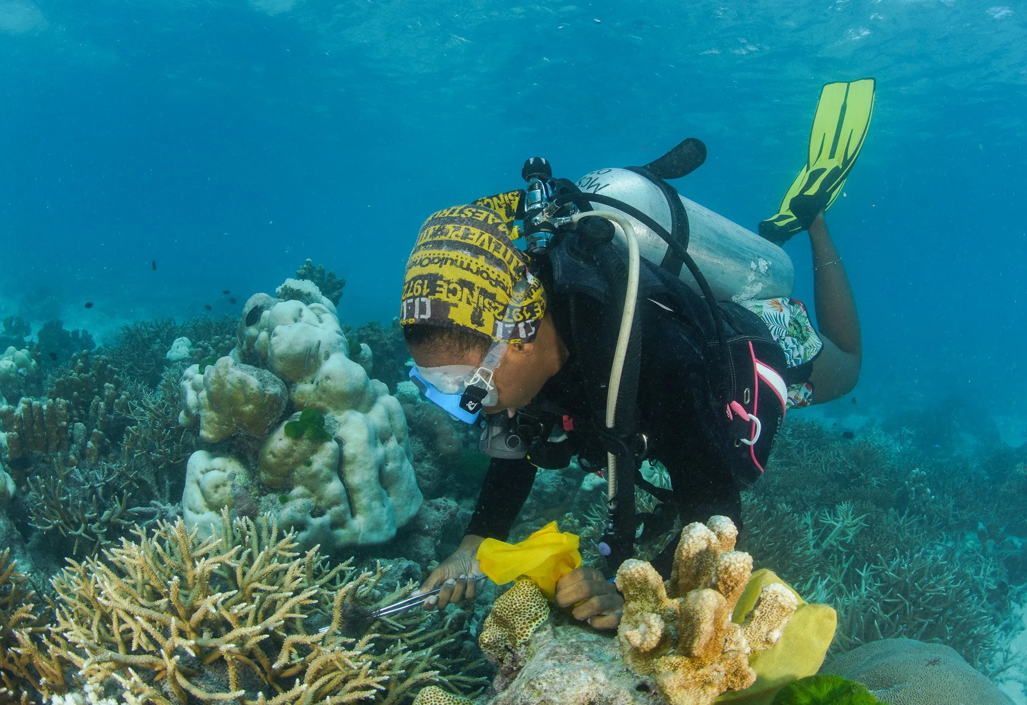 A scuba diver underwater examining coral reef.